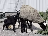 Koyun, Romanov sheep — foto 1