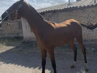 Pastuv, Akhal-Teke — fotografija 4