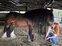 Kuda jantan, Gypsy horse — foto 4