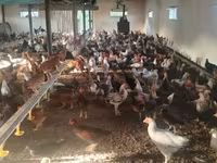 Chickens — ፎቶ 2