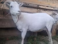 Ziege, Saanen goat — Foto 1