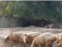 Kambing betina, Arashan sheep — foto 4