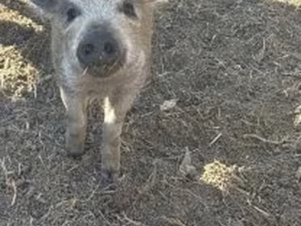 Scrofa, Мангалица