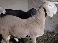 ஆண் ஆடு, ஆடுகள் — புகைப்படம் 4