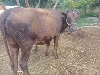 Lembu betina, Simmental cattle — foto 4