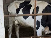 Lembu betina, Holstein breed — foto 3