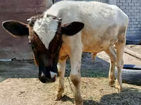 Mucca, Razza Holstein — foto 2