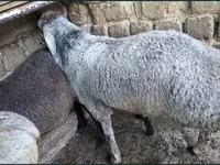 Bélier, Moutons — photo 1