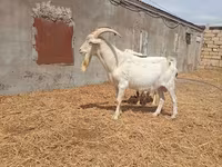 تيس, Saanen goat — الصورة 1