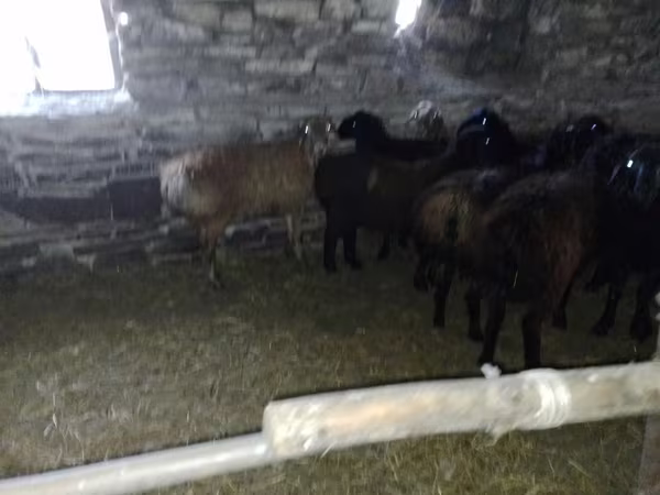 كبش, Edilbay sheep