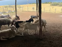 Sheep, Sheep — photo 1