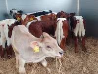 گاو نر, Simmental cattle — عکس 3