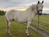 Kuda betina, Horses — foto 1