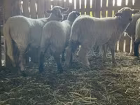 بھیڑ, Merinoland sheep — تصویر 5