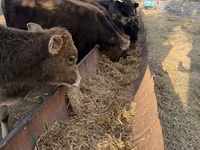 Bik, Swiss cattle — fotografija 7