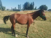 ცხენი, French Trotter — ფოტო 2