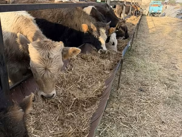 Бик, Swiss cattle