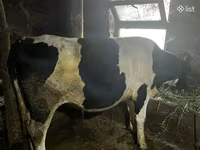 Tehén, Russian Black pied cattle — 2. fotó