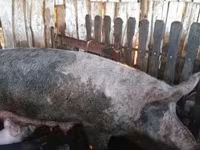 Babi (lot, jantina tidak dinyatakan), Pigs — foto 6
