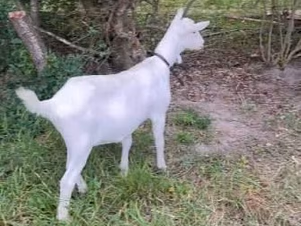 Goat, Goats — Moldova