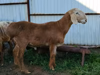 Vædder, Arashan sheep — foto 2