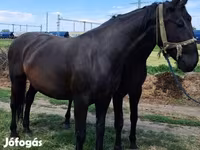 Klisna, Nonius horse — foto 2