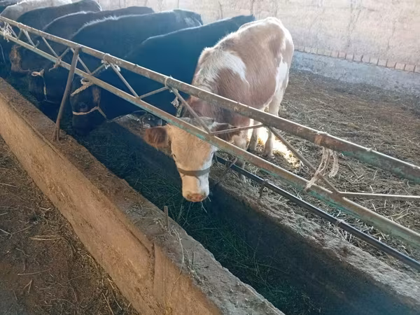 Ng'ombe jike, Swiss cattle