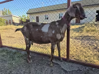 Keçi, Nubian Goat — foto 5