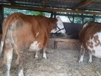 Krava, Belgická modrá — foto 1