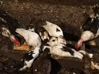 Ducks — Foto 5