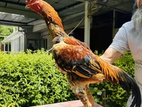 Chickens — Foto 1
