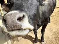 母牛, Cattle — 照片 4