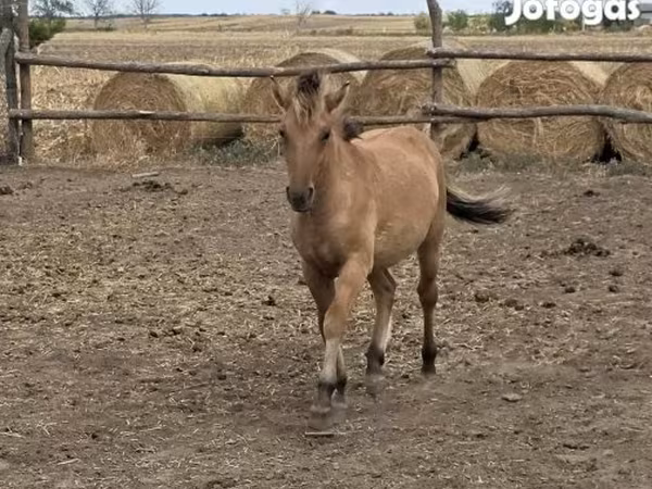 مادیان, Fjогd