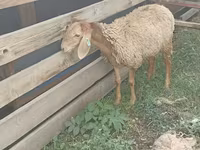Kambing betina, Sheep — foto 1