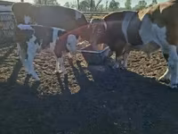 암소, Simmental cattle — 사진 1