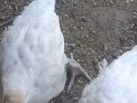 Turkeys — الصورة 2