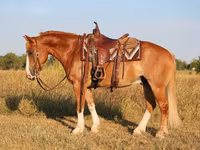Aygʻir, Gypsy horse — 3-rasm