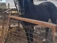 Cavallo, Lipizzaner — foto 4
