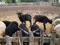 Pecora, Racka sheep — foto 2