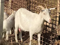 بز ماده, بز — عکس 3