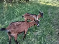 Kozel, Alpine goat — foto 1