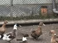 Ducks — फ़ोटो 1