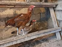 Chickens — عکس 5