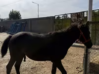 اسب نر, اسب — عکس 2
