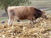 گاو نر, Simmental cattle — عکس 2