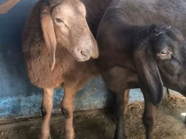 Κριός, Arashan sheep