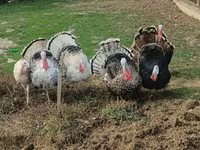 Turkeys — الصورة 5