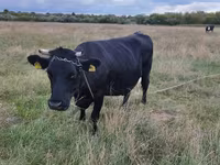 Koe, Aberdeen-Angus — foto 3