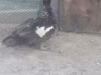 Ducks — ფოტო 4