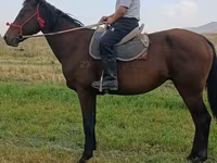 Cavalo, Thoroughbred horse — foto 4